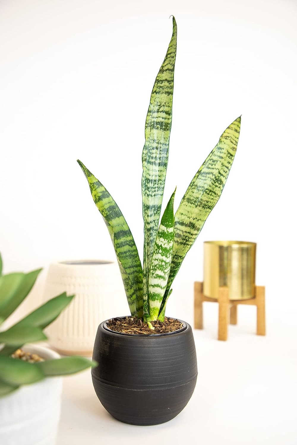 Sansevieria Zeylanica, Live Snake Plant Live Indoor Plants Live Houseplants, Liv