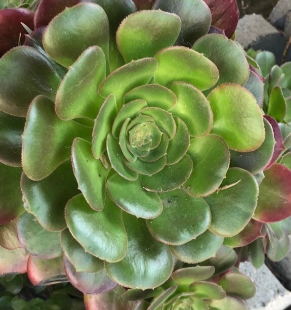 5 Fresh Stems 4-7” Tall Green /Red Aeonium Succulent Indoor Outdoor Hardy Plant