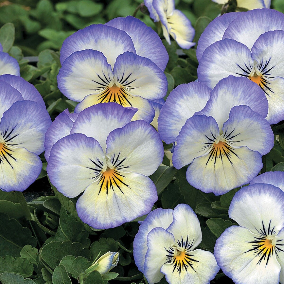 Viola Seeds 50 Seeds Penny Purple Picotee Viola Cornuta