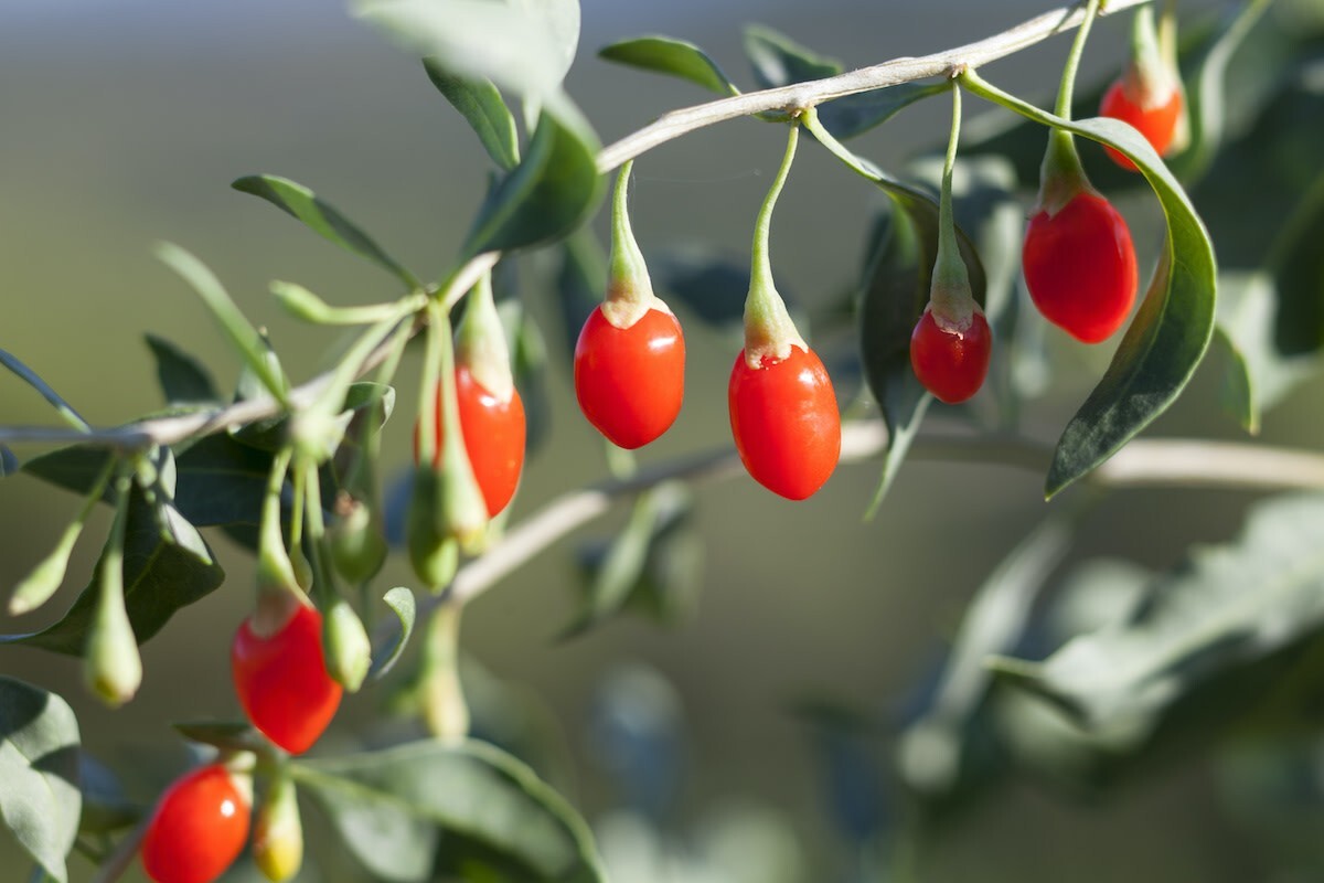 1 ft – 2 ft tall plant in pot Goji berry wolfberry (superfood) fruiting bush