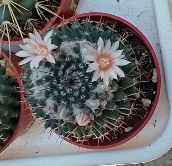 Mammillaria sempervivi Tightly Packed Pyramid Tubercles Cactus 1
