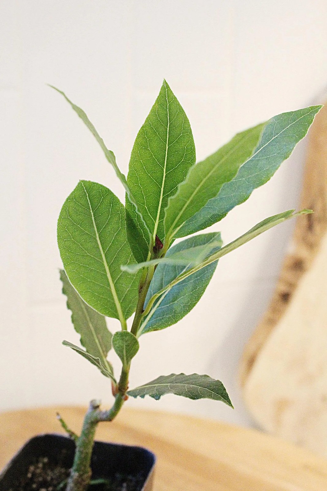 Sweet Bay Laurel Plant, 2.5 Inch Pot, Culinary Herb Starter, Edible Herb Tree