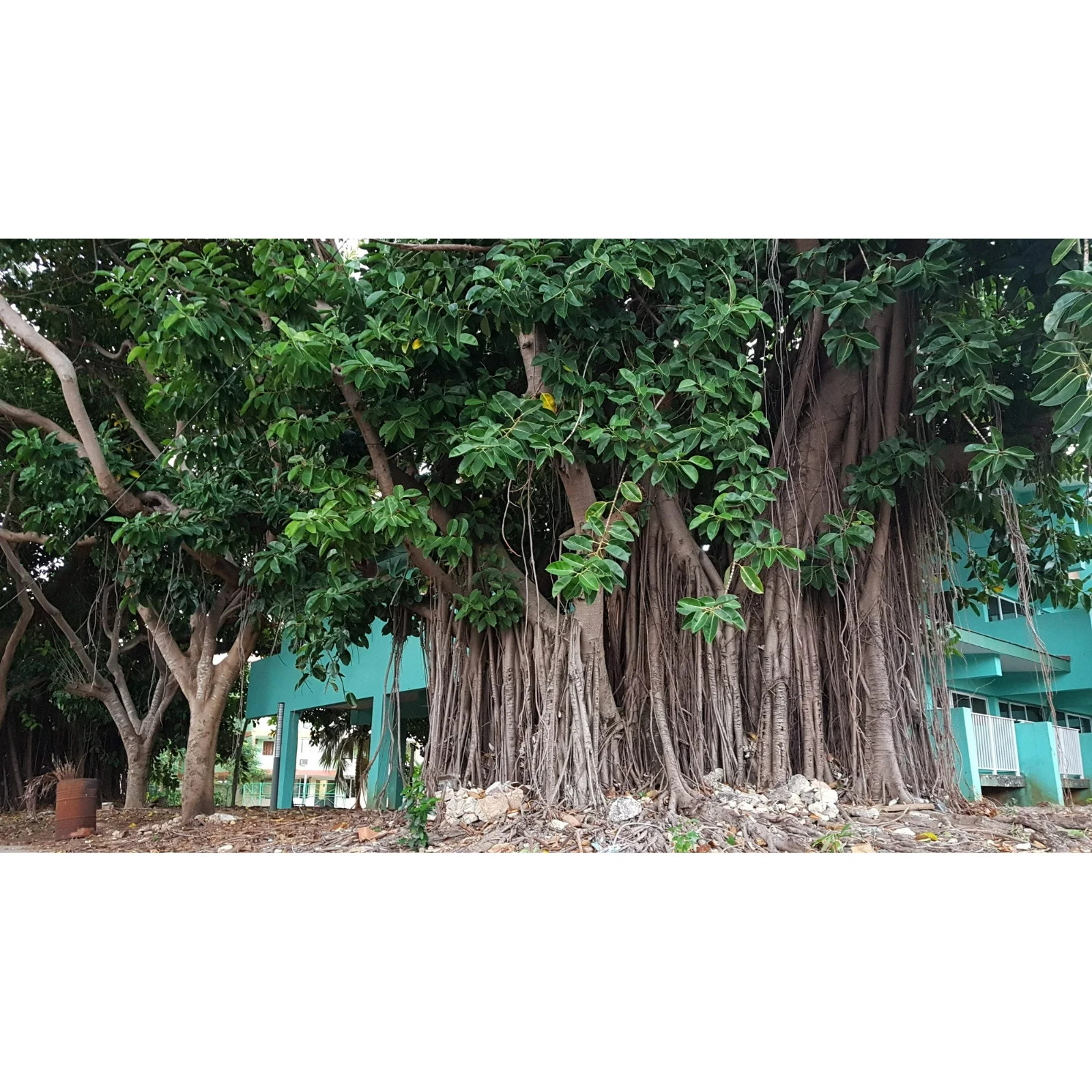 250 Bayan Tree Seeds | Rare Exotic Heirloom Seeds | Fast Growing Forestry Plant