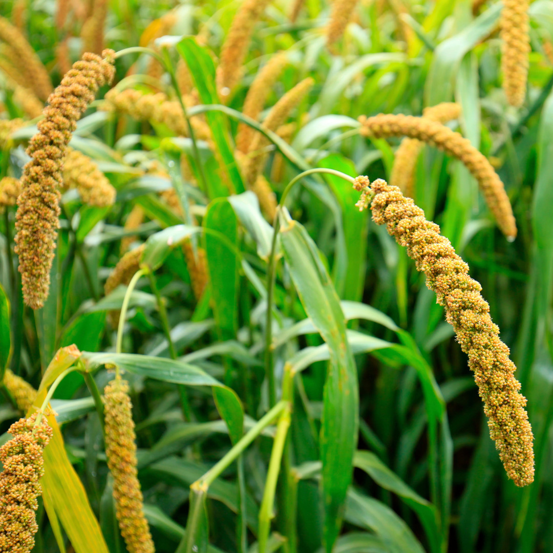 Fresh Foxtail Millet Seeds | Fast Growing | Heirloom Non-GMO | Grain Seeds