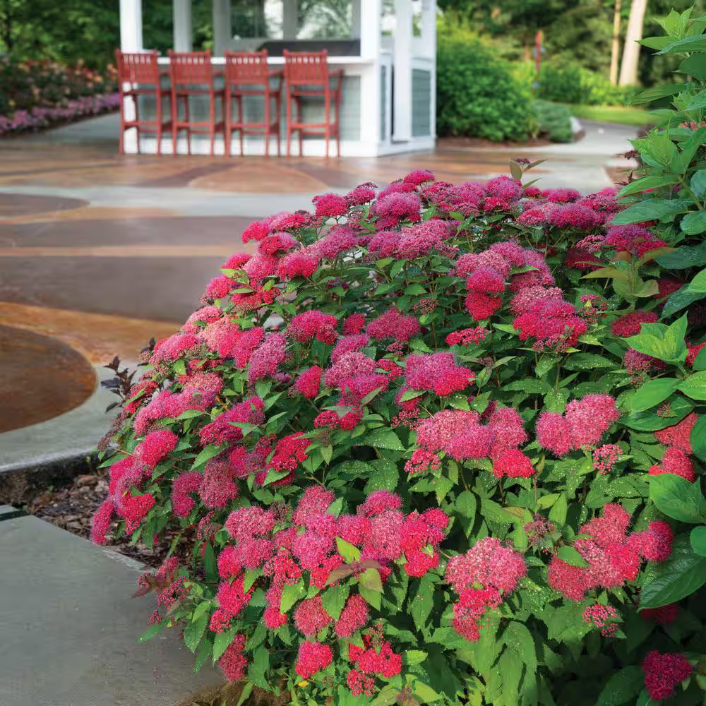 2 Gal. Double Play Doozie (Spirea) Live Shrub with Pink Flowers