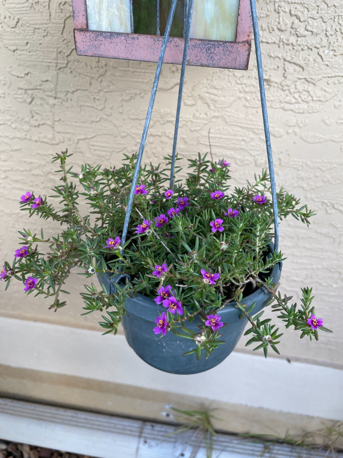 Teeny tiny, so pretty Portulaca Live plant Potted Moss Rose Purslane pot