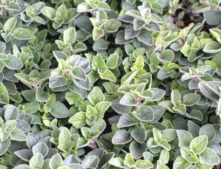301+TRUE GREEK OREGANO Herb Seeds Organic Garden Container Perennial Heat Cold