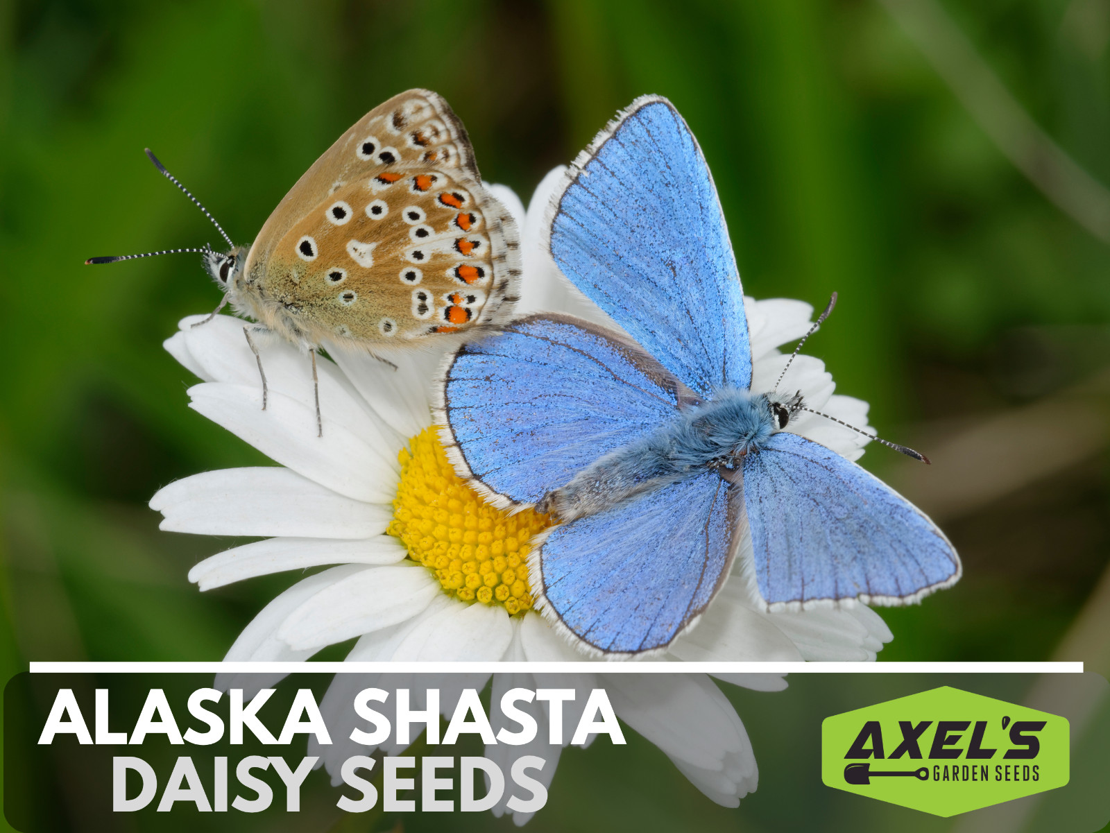 Alaska Shasta Daisy Seeds | Non-GMO | Heirloom | 2nd Year Maturity Perennial