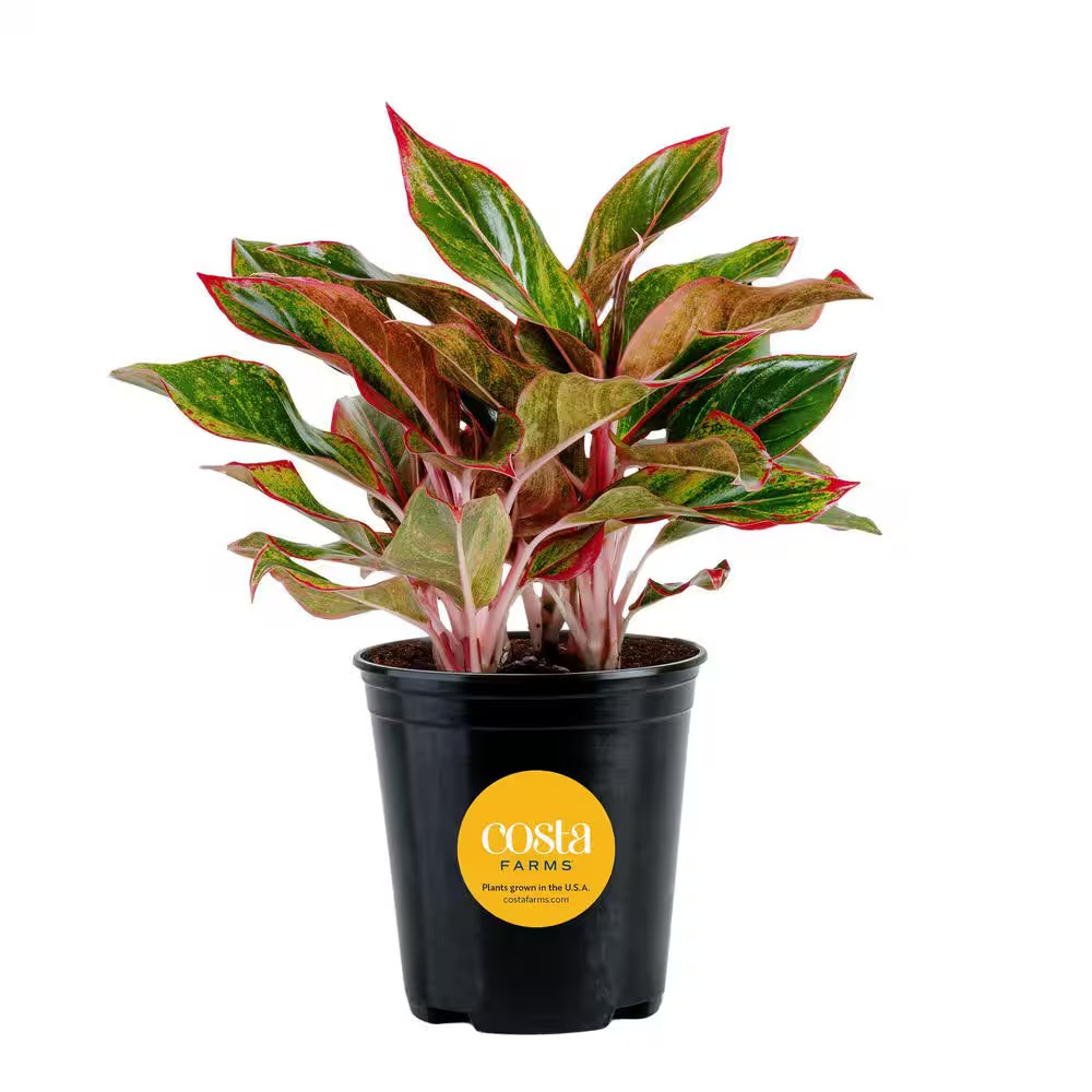 Aglaonema Creta Indoor Plant in 6 In. Grower Pot, Avg. Shipping Height 1-2 Ft. T