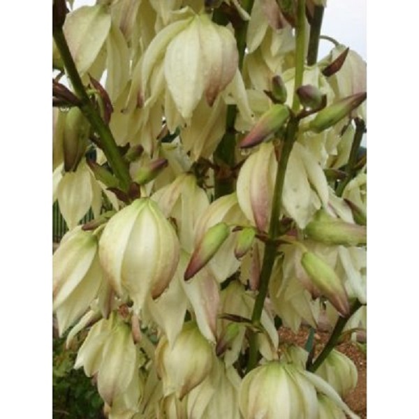 6 Yucca Large Plants 15-20 Inches Plus Tall Healthy Plants Dug Fresh