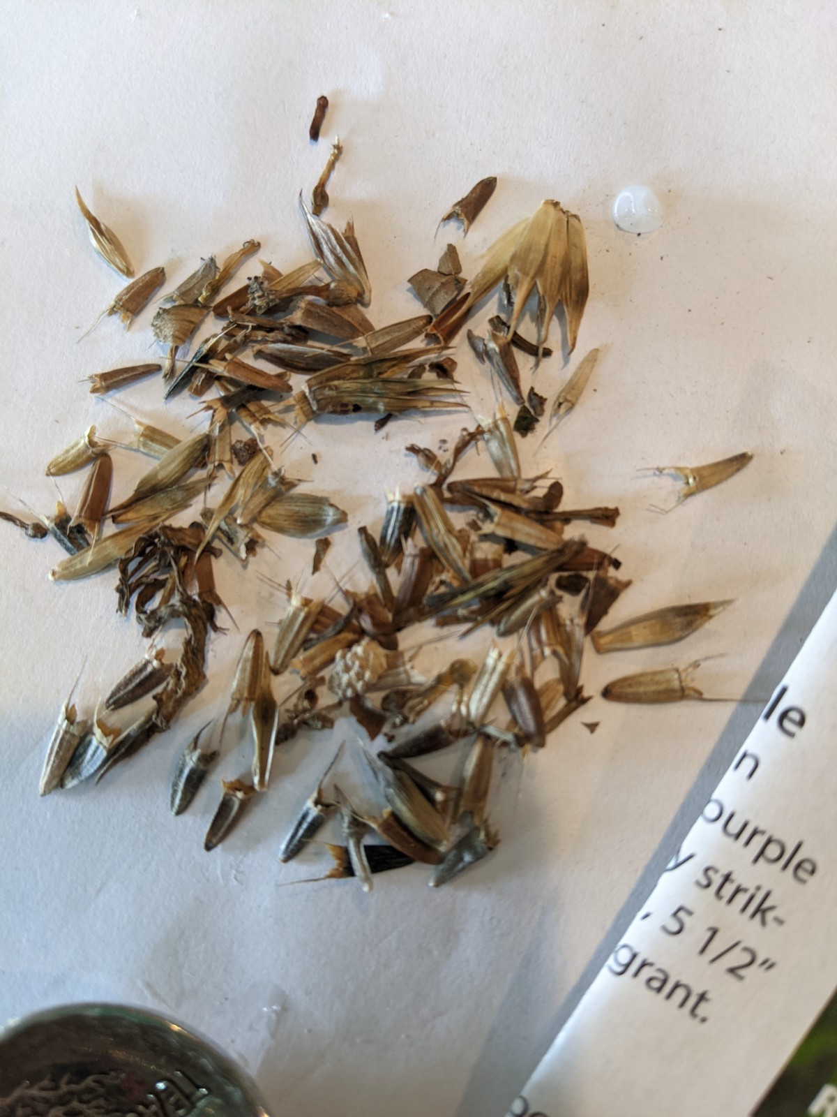 Organic Orange Mexican Sunflower Seeds