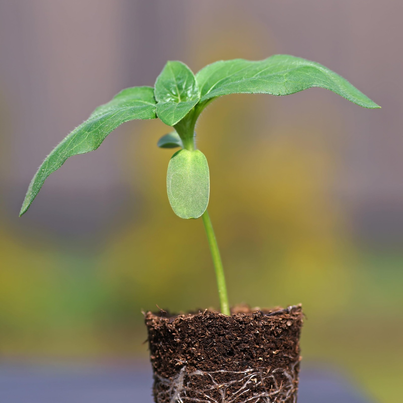 Seed Needs Sunflower Seeds to Plant 600+ Mammoth Grey 1.5 Ounce, Yellow