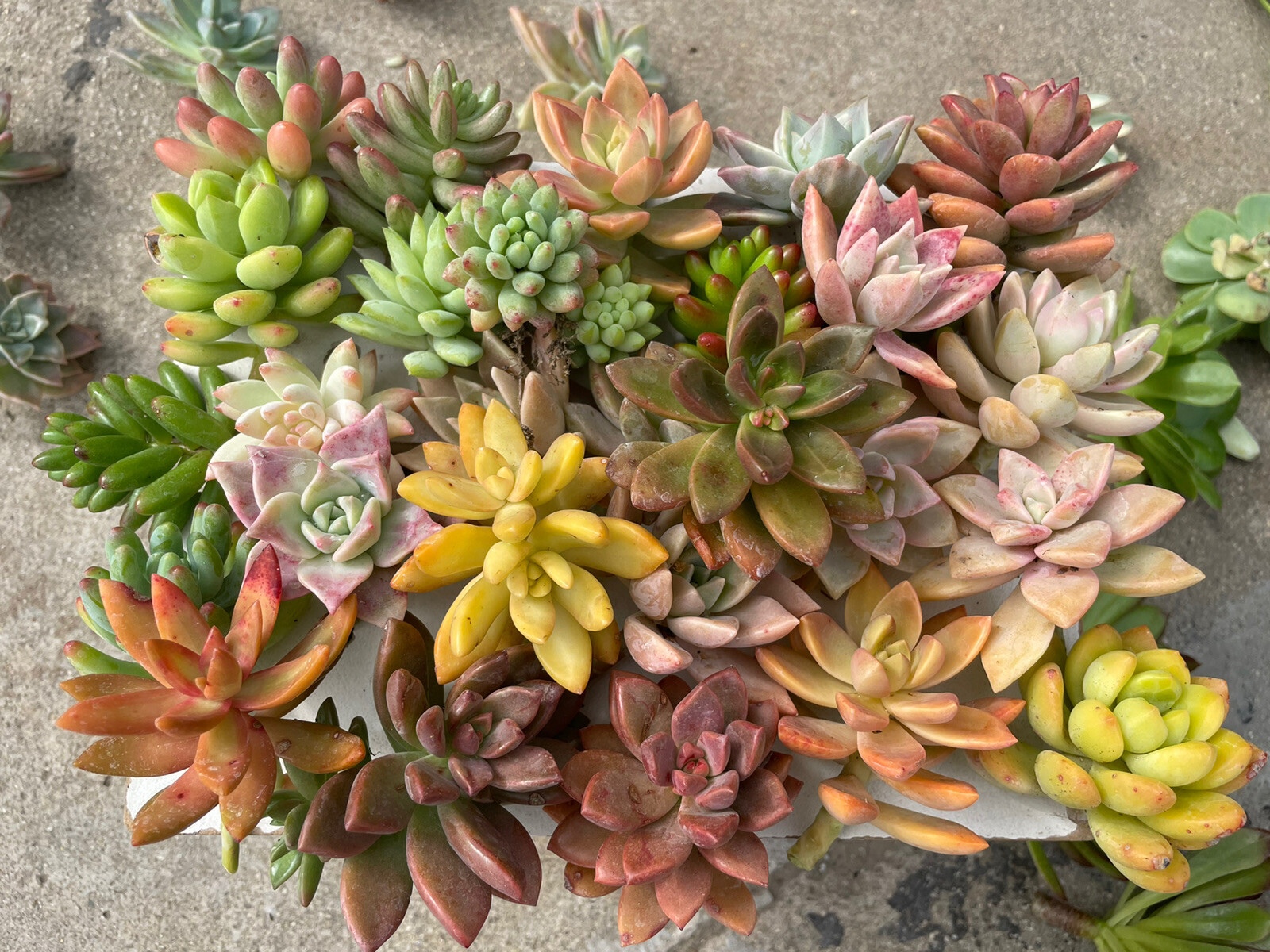 30 colorful cutting succulents (pink, Red,Yellow Orange, Burgundy, Pastel,green)