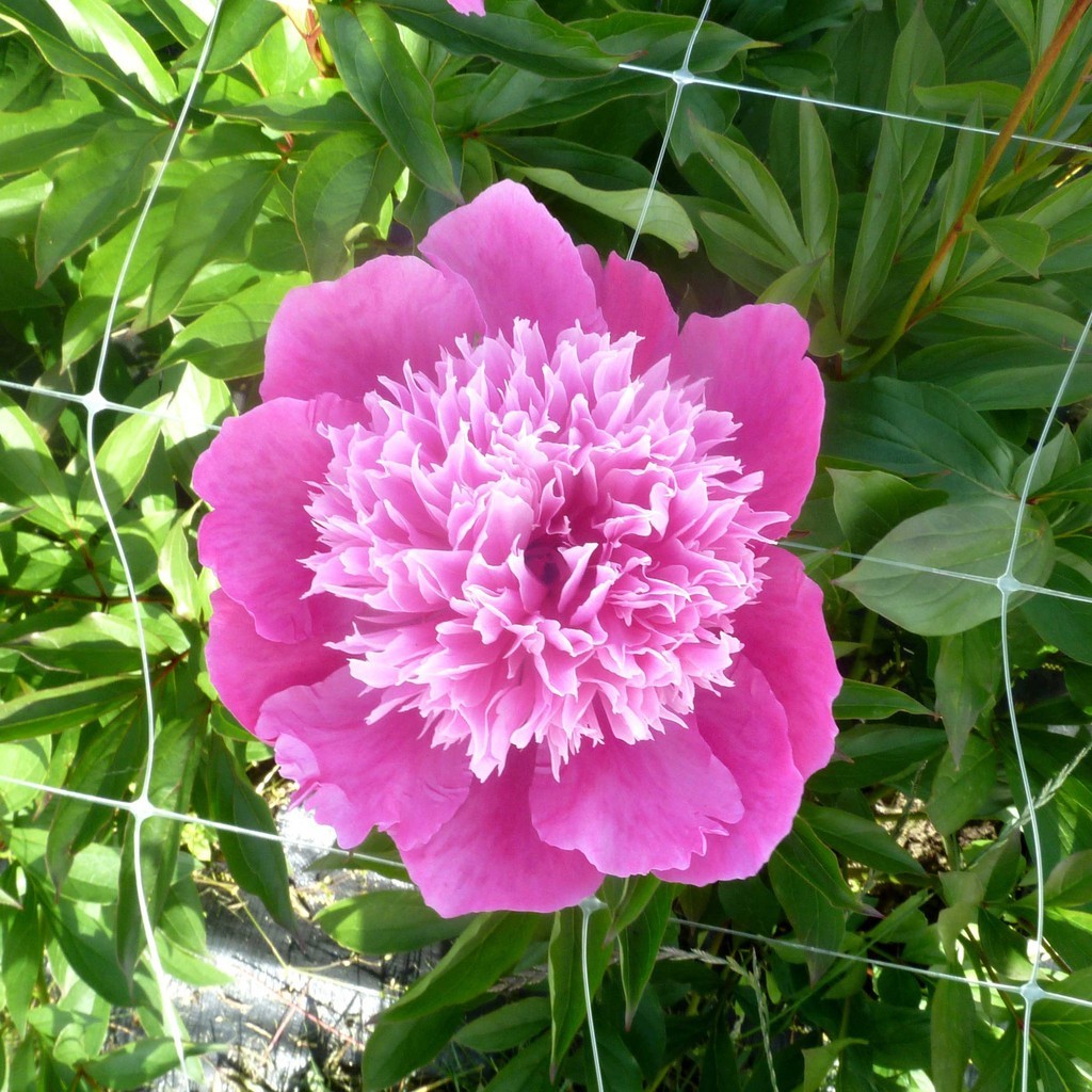 Peony/paeonia plant ‘Madame Emile Debatene’ 3/5 eye bare root Shipping Apr 2026