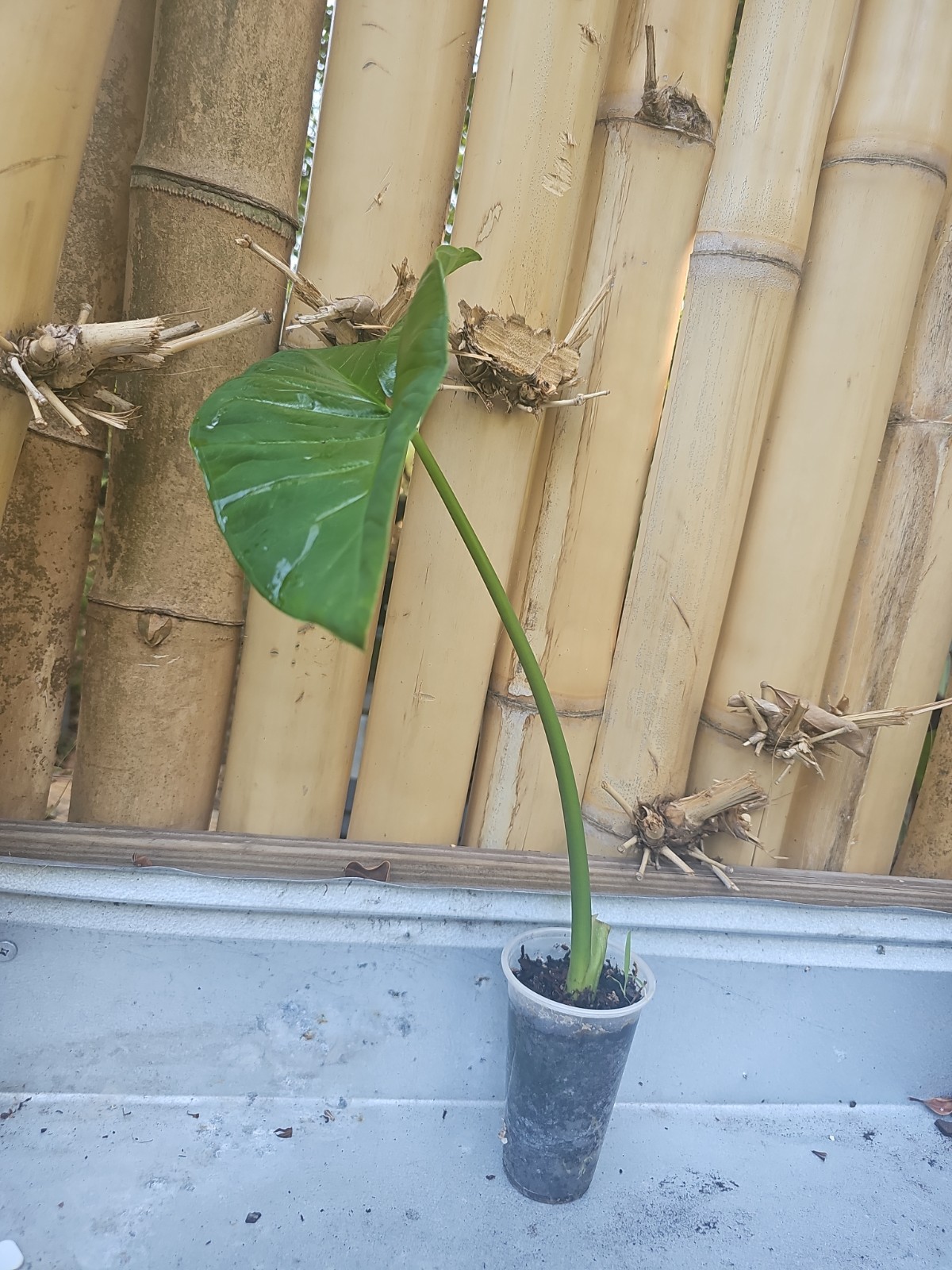 Giant Mammoth Alocasia colocasia Taro gigantea Elephant Ear live Plant Borneo 16