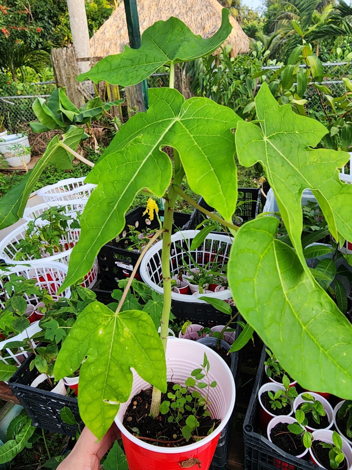 Kapoho Solo Papaya 6”–10” Live Hawaiian Plant | Sweet Golden Fruit – Organic USA