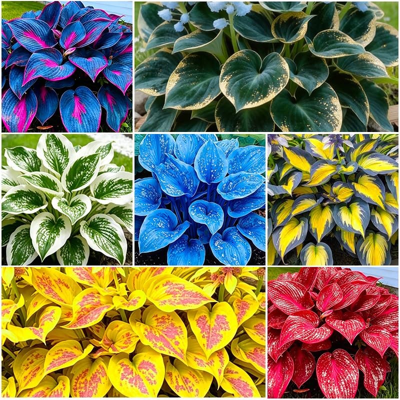 115Pcs Premium Hosta Seeds for Shade Gardens Planting – Perennial Flower…