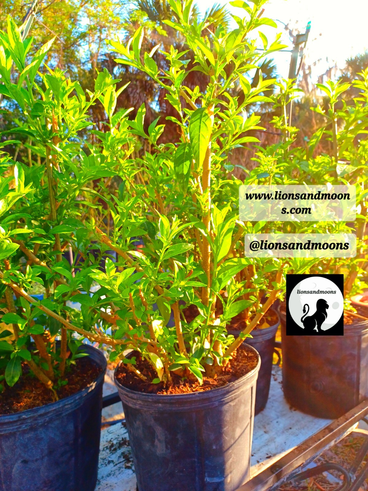 Night Blooming Jasmine Live Plant 1 Gallon ! Small Tree 3-4ft Bonsai Style Bush