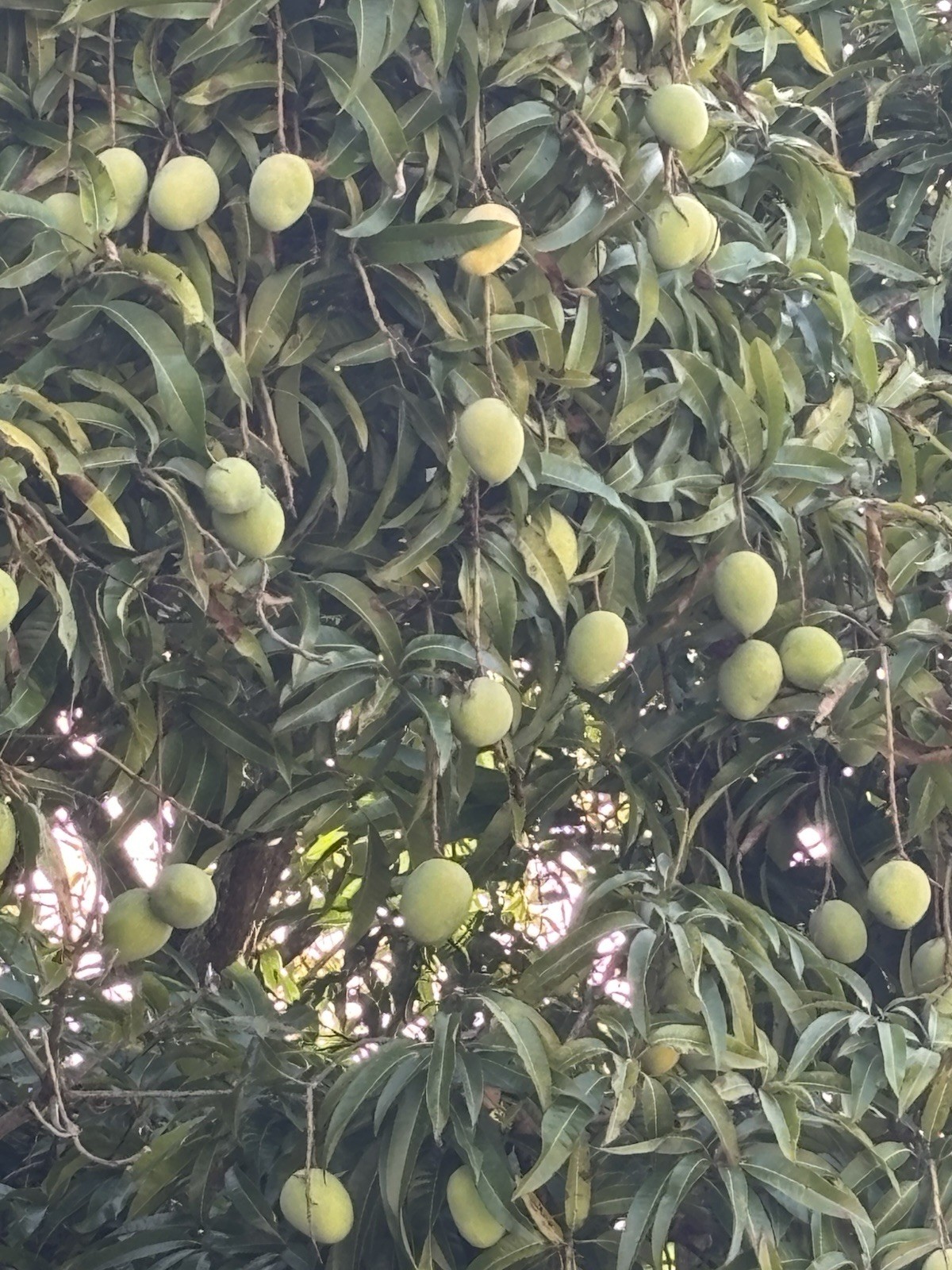 2 Yrs To Fruit Mango Tree Clone Polyembryonic 4 Seeds NO GRAFTED NEEDED