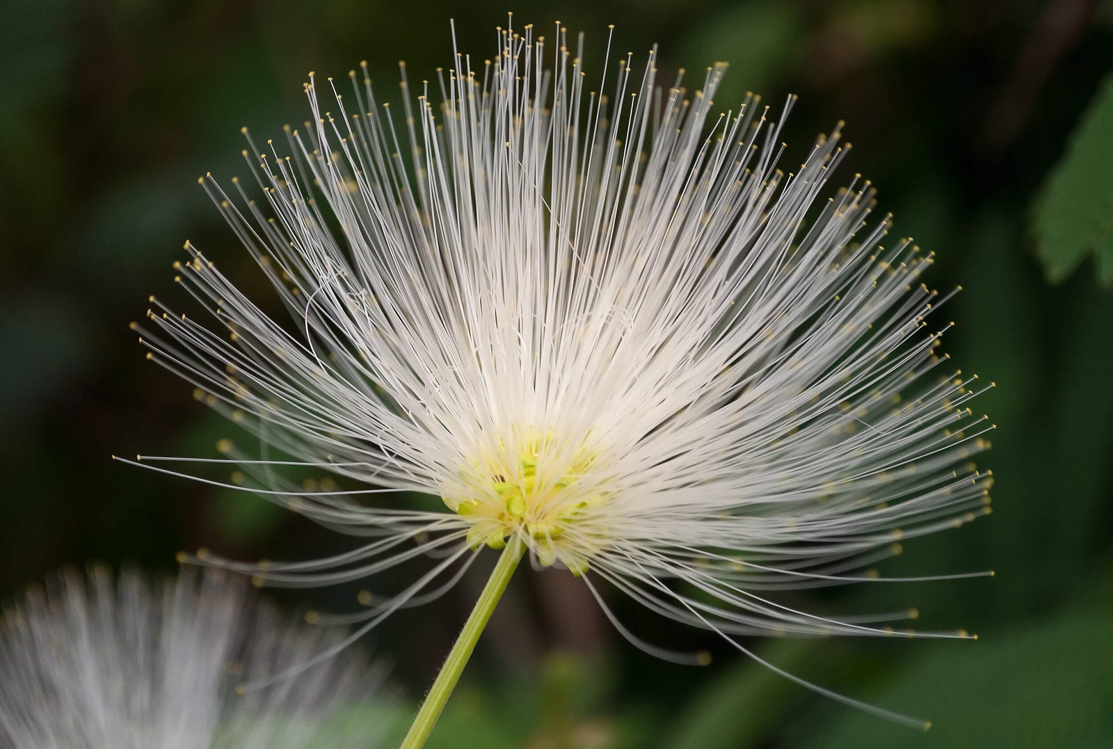 20 WOMAN’S TONGUE TREE White Mimosa Nectar Flower Albizia Lebbeck Legume Seeds