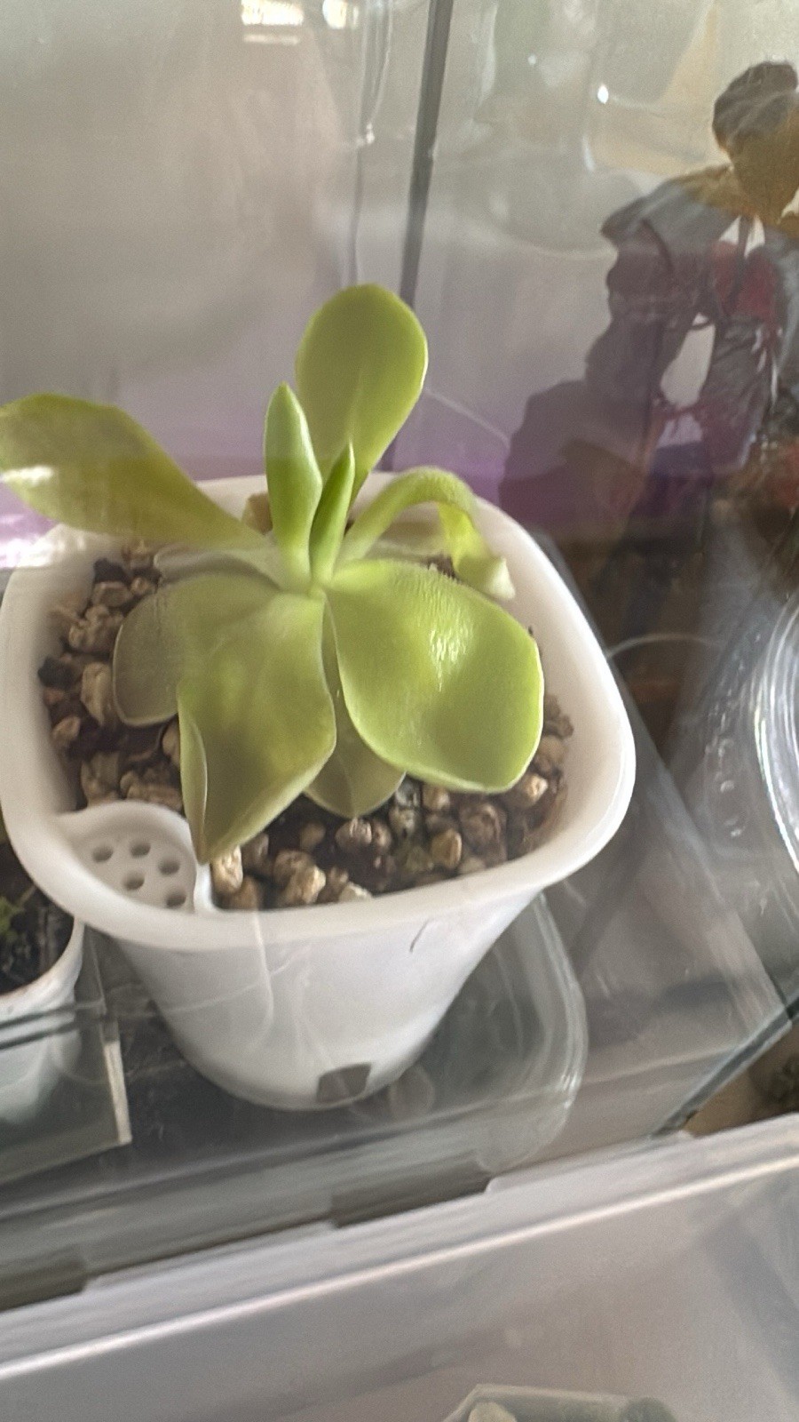 Pinguicula Pirouette carnivorous plant, Starter