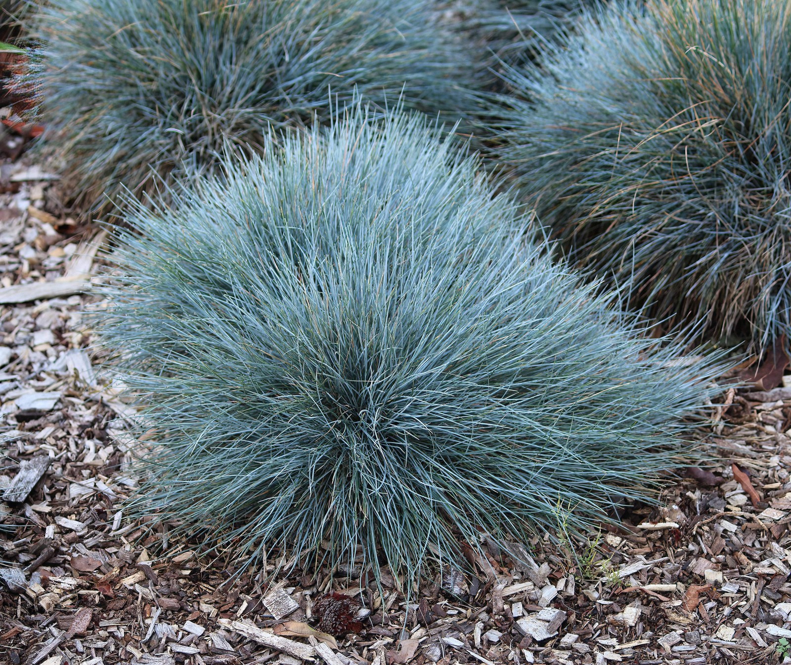100 BLUE Sheeps FESCUE GRASS Fesnea Ovina Glauca Cinerea Seeds