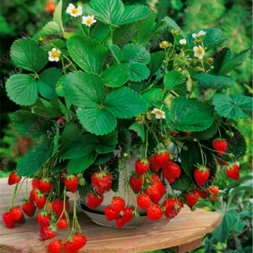 50 Dwarf Bonsai Strawberry Seeds Mini Planter Bush Tree.