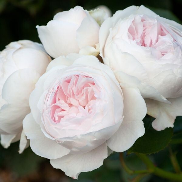 5 cuttings of Earth Angel Rose Plant Live Flower Plant Cuttings Shrub Bush!!!