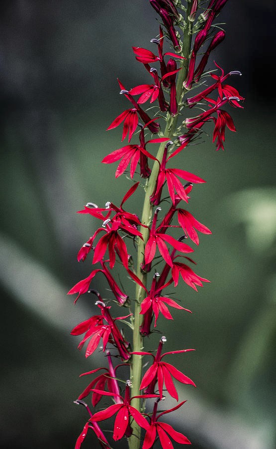 2 Cardinal Flower Lobelia cardinalis Pond/Marsh/Water plant~BARE ROOT NO FOLIAGE