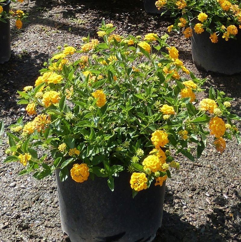 New Gold Lantana BUY 2 GET 1 FREE