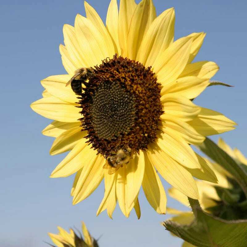 Sunflowers ALL SORTS MIX BULK 7 Varieties Beautiful Blooms Non-GMO 250 Seeds