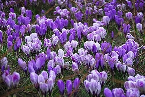 Blue Moon Crocus Mix Vibrant Purple and Blue Blooms 10 Large Bulbs to Grow