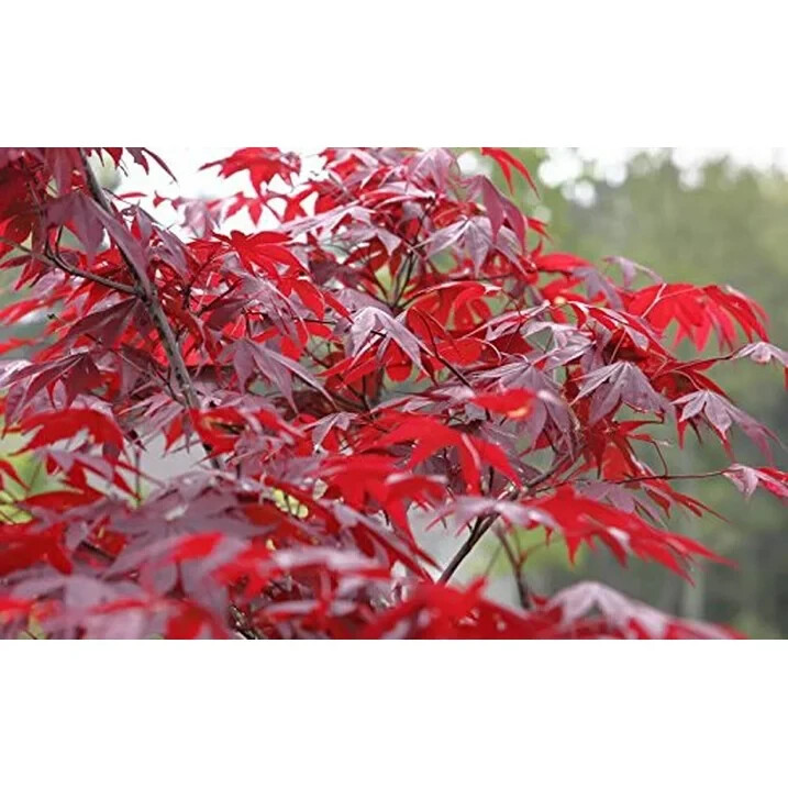 The Dragon Tears Japanese Maple Tree with Low Branching Effects~15 Seeds