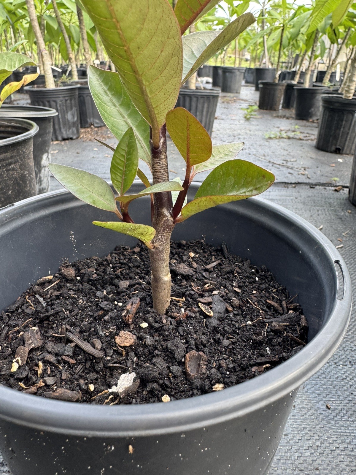 Mixed Thai Seeds bulk (Plumeria Kingdom)