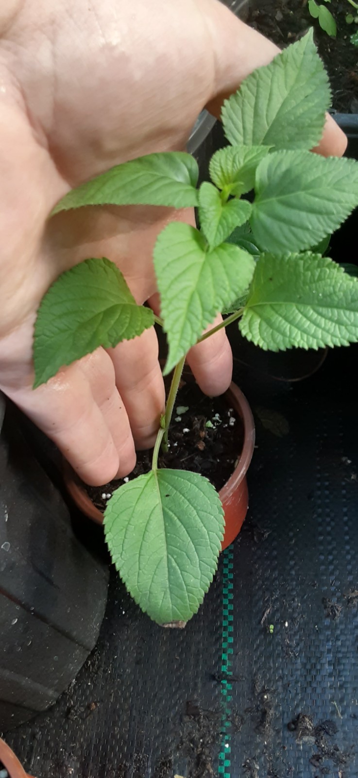 Amistad Salvia Live Starter- READ LISTING