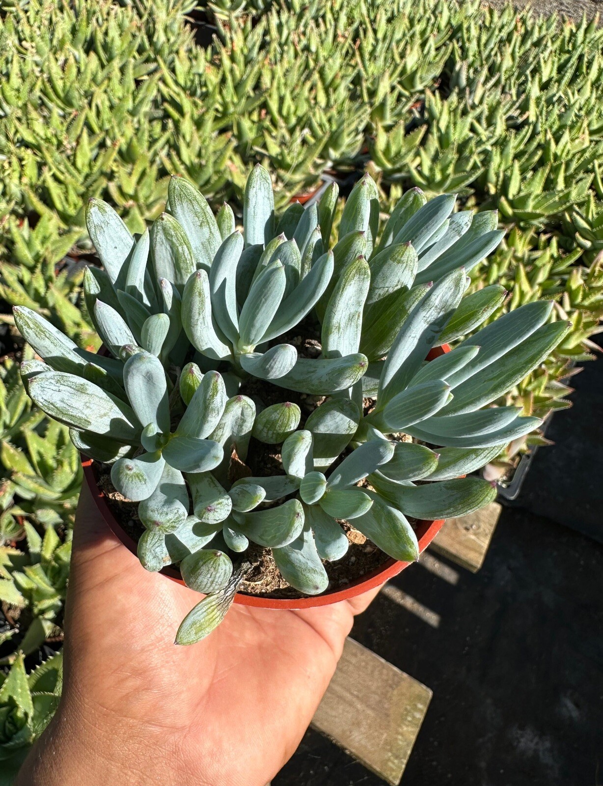 Senecio serpens ‘Blue Chalk Sticks’ Succulent Plant In 4” Pot