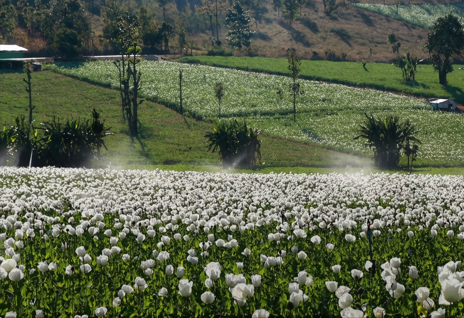 1,000 Burma White Poppy Seeds – P. Somniferum – Very Rare – Limited Quantity