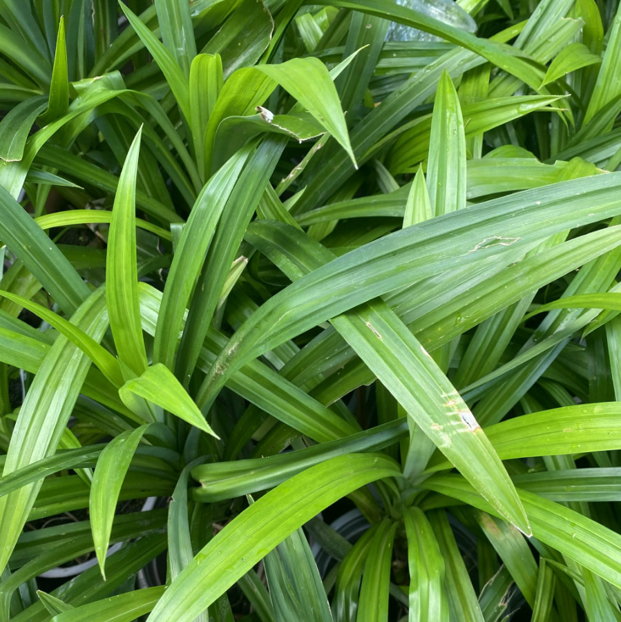 Live Pandan Leaves Plants – 12-16″ Tall in 3.5″ Pot – Fresh&Healthy – No Ship CA