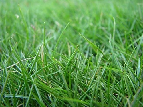Pennington Seed 100523123 Bermuda Bermudagrass Grass Seed 15 Lb – Quantity 2