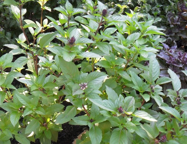 Cinnamon Basil 100 – 3,200 Seeds Fresh Heirloom culinary scent Herb plant Spicy