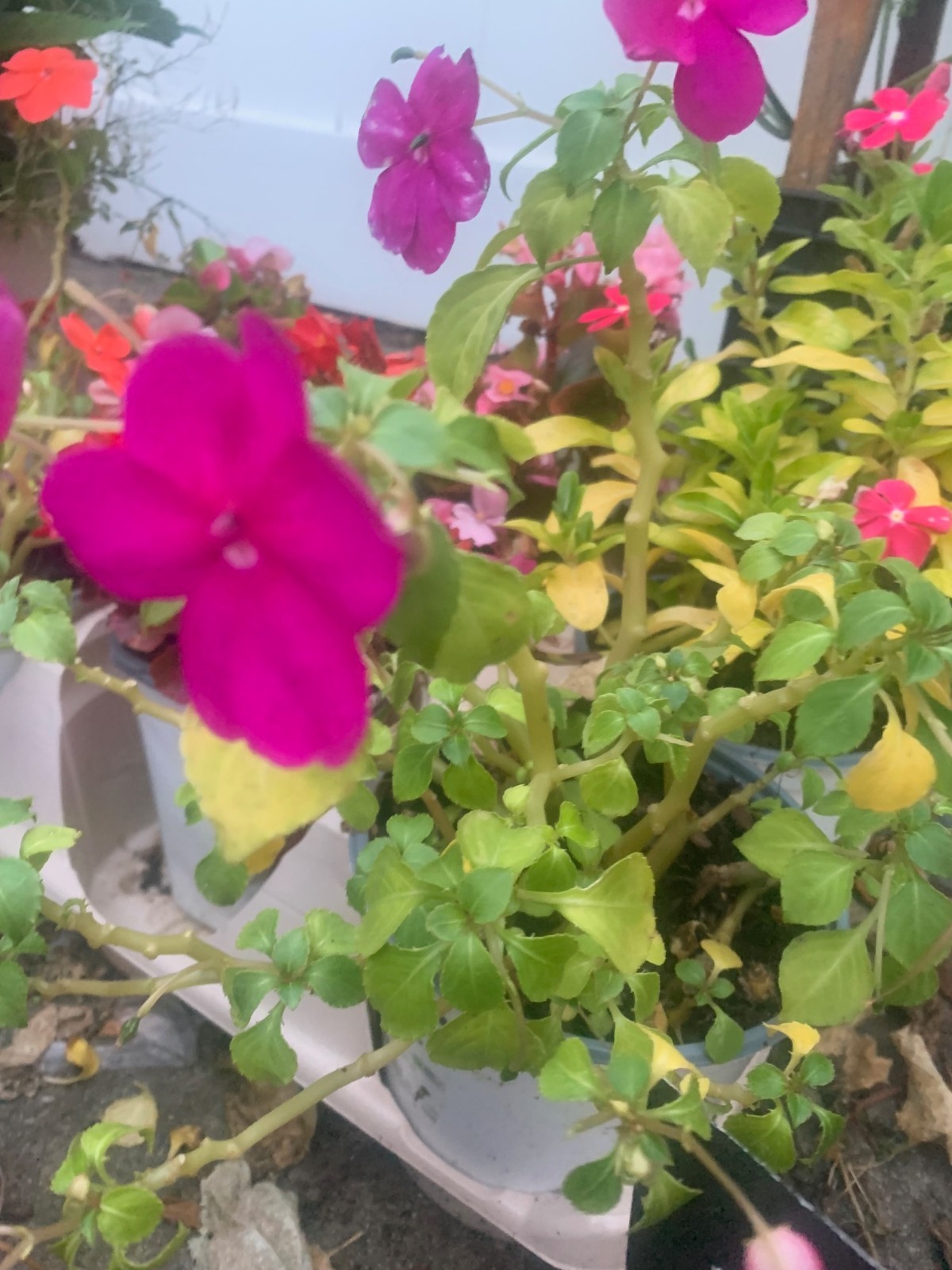 Rooted Purple Impatiens Plants in pot balcony yard or outdoor