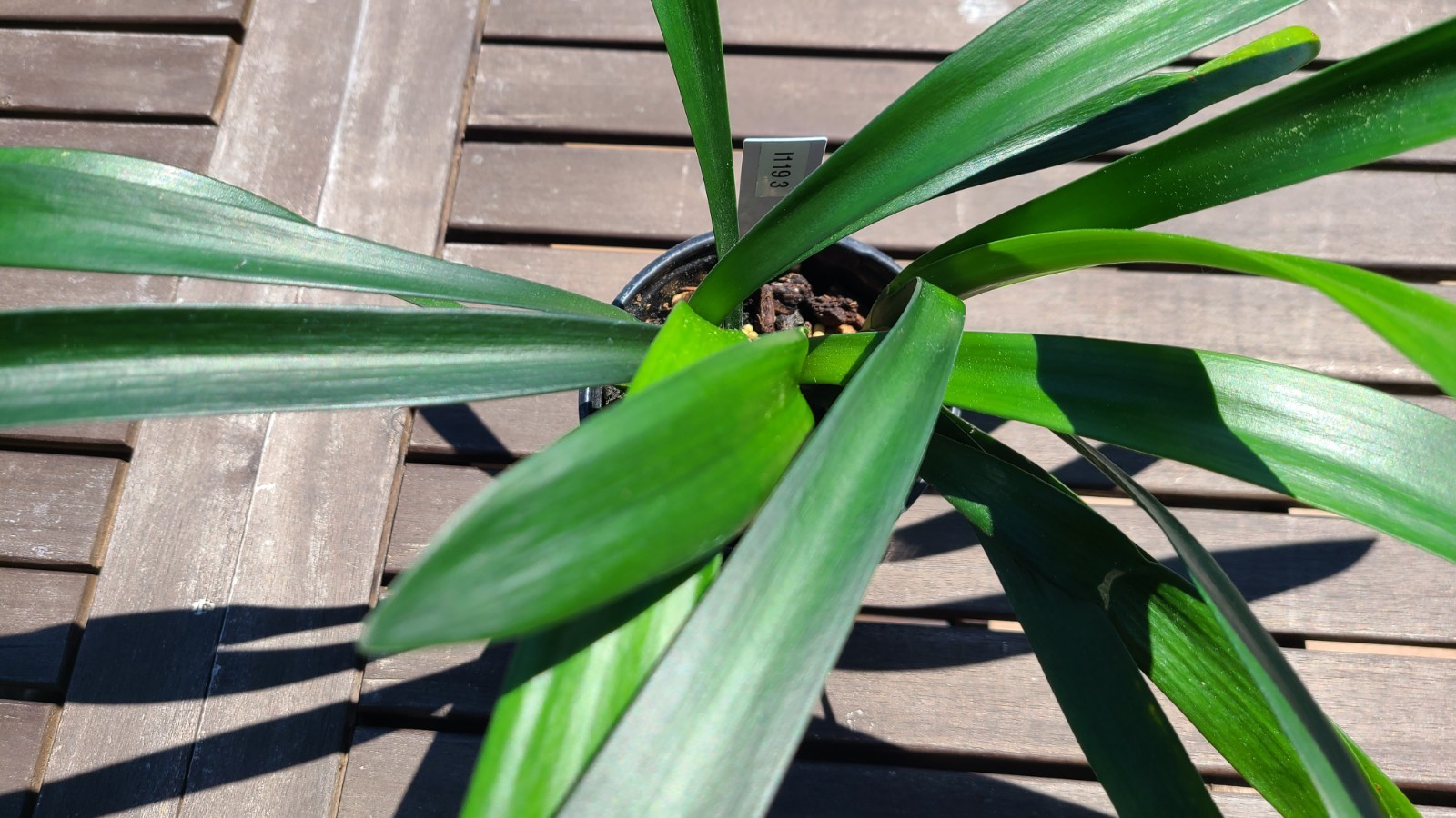 Cynthia’s Best Natal Yellow x Dijon Mustard Blush 5-6 leaves one plant