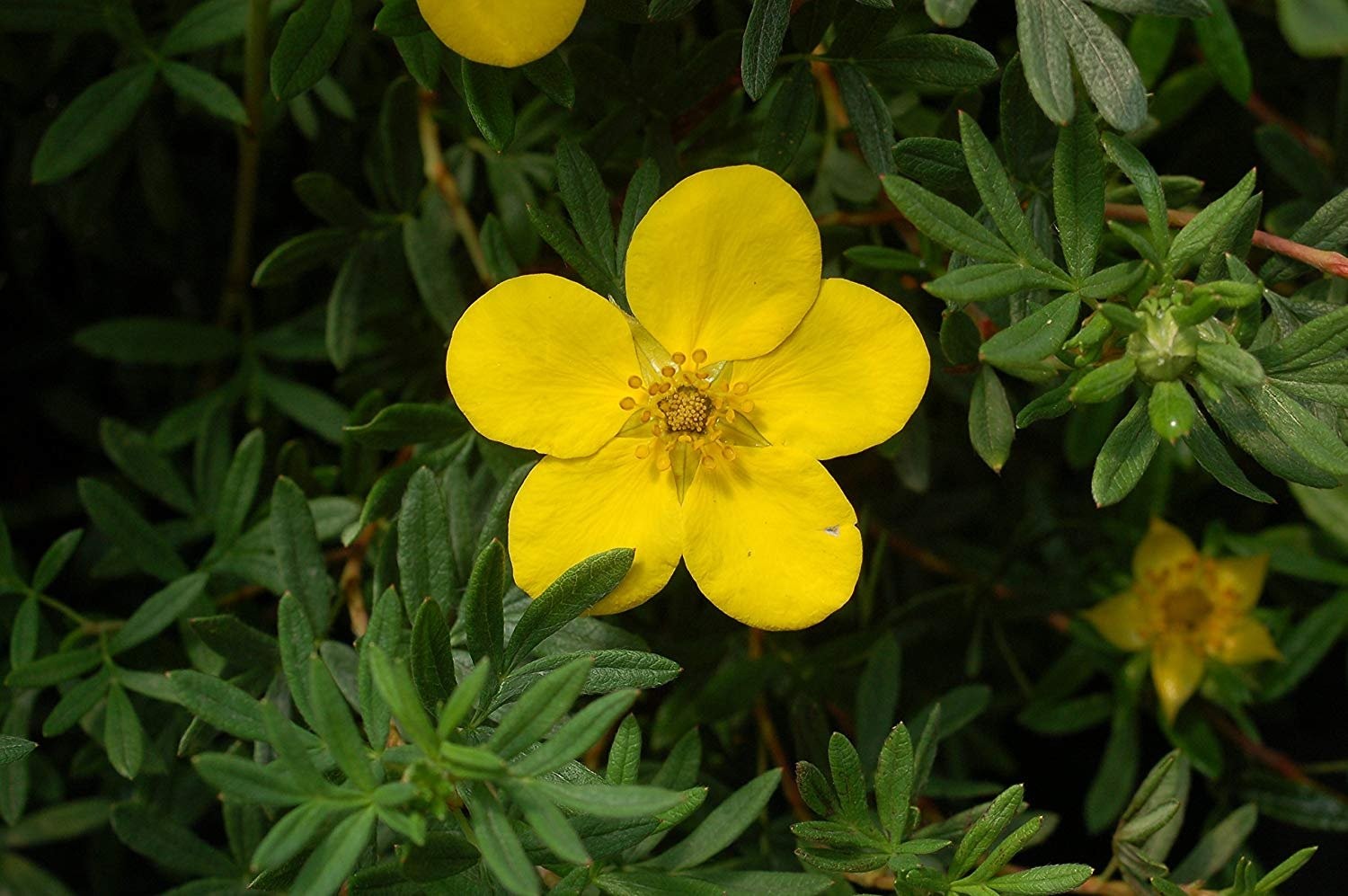 Green Promise Farms Potentilla Frut. Gold Finger Cinquefoil Shrub Bright Yellow