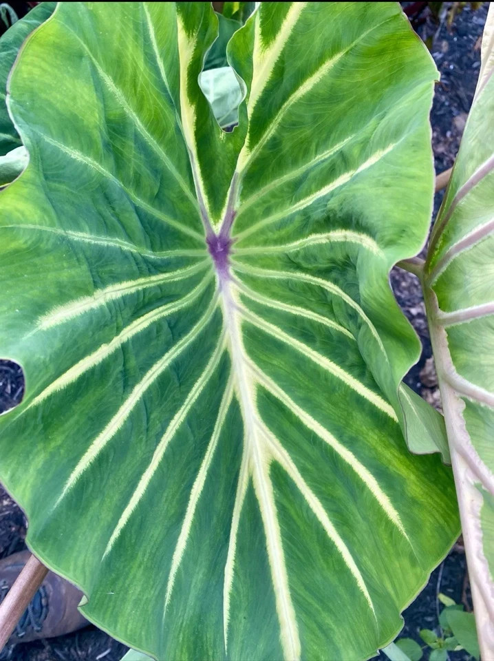 Pharaoh’s Dream- Colocasia esculenta- Elephant Ear – SMALL ROOTED STARTER Plant