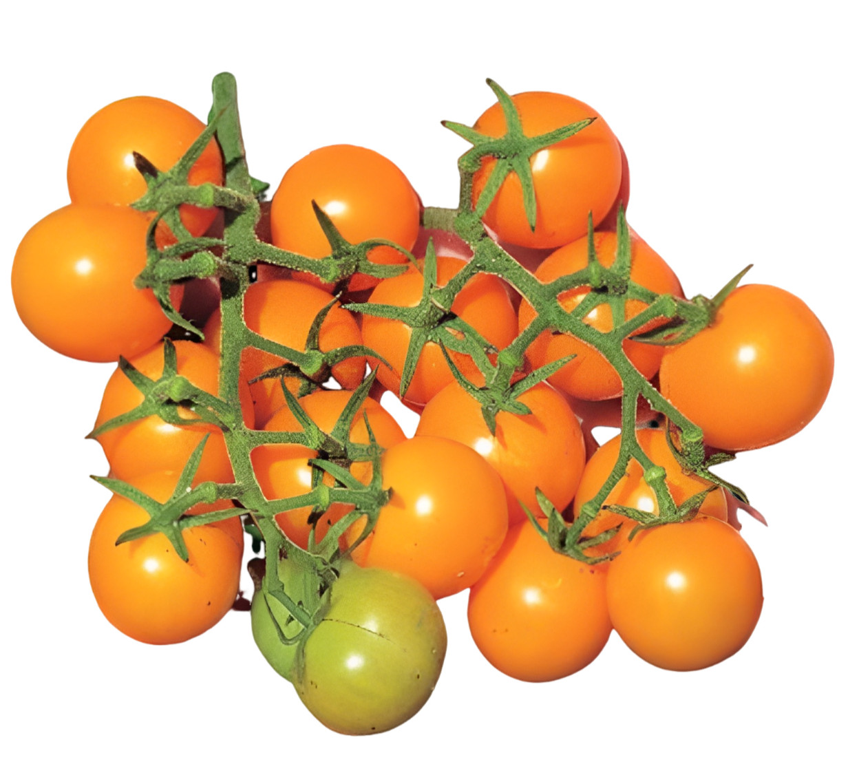 SUN SUGAR CHERRY TOMATO SEEDS ORGANICALLY GROWN