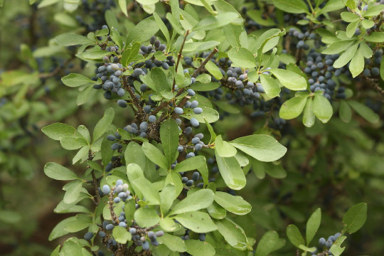 Organic Wild Olive { Forestiera p.}Fragrant | High Yield | 5 seeds Free Shipping