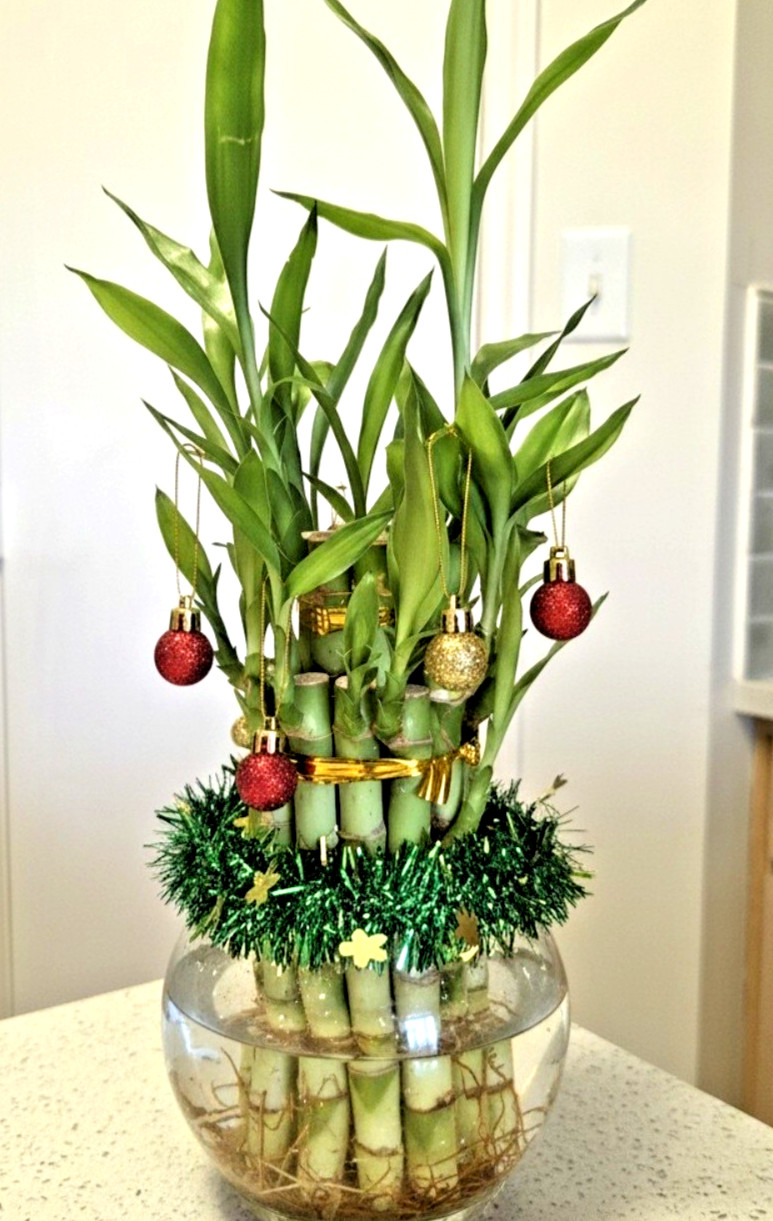 Lucky Bamboo Plant Live, 2-Tiered W/ Butterfly Stake