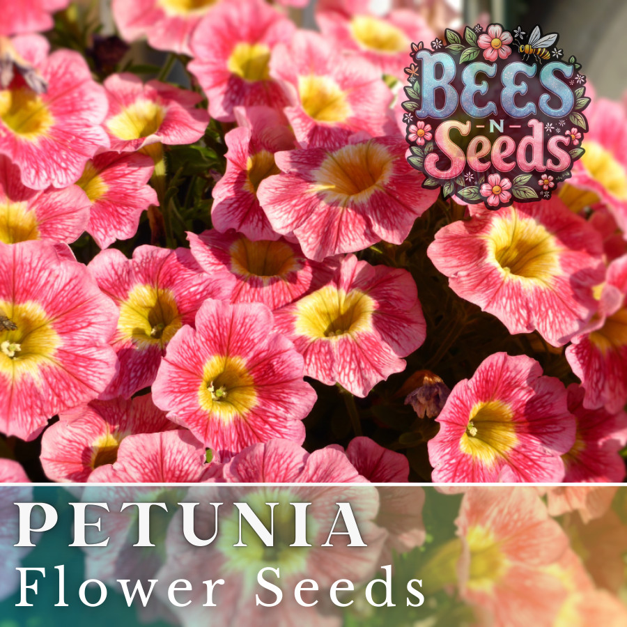 1000+ Coral Enchantment Petunia Seeds US SELLER Perennial Flowers Seed Annual
