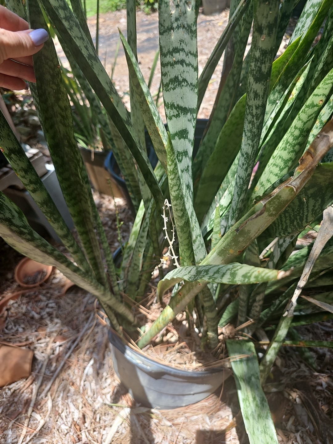 Sansevieria Zeylanica Succulent Mother in Law Plant Fresh Cutting 16 TO 18″