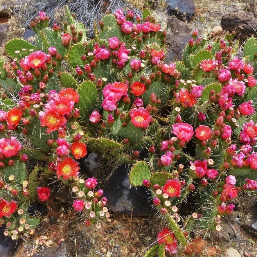 Prickly Pear Cactus ‘Sandstone Sunrise’ (O. woodsii hyb) HARDY